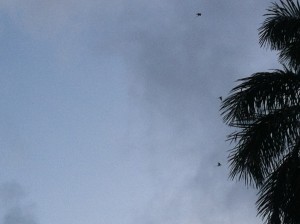 The nearly invisible parrots of Lihue.