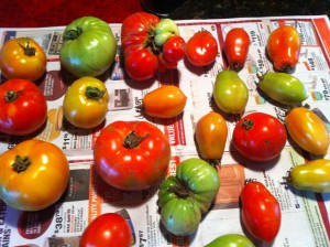 Yesterday's tomatoes.