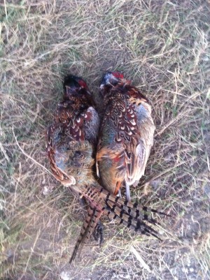 Pheasants down.