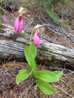 Lady slipper on the trail.